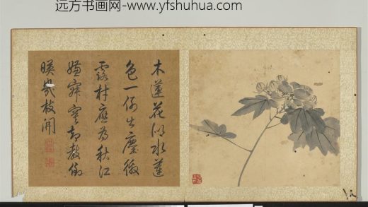 明陈淳画花卉册-芙蓉