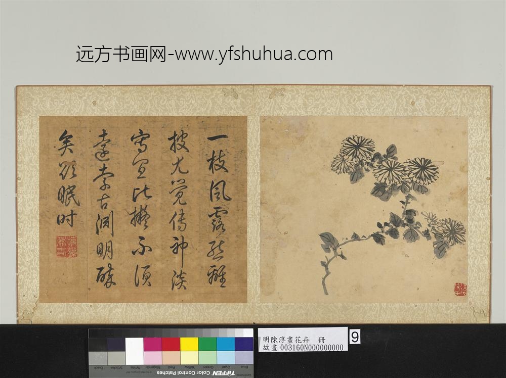 明陈淳画花卉册-菊花 明陈淳画花卉册-菊花