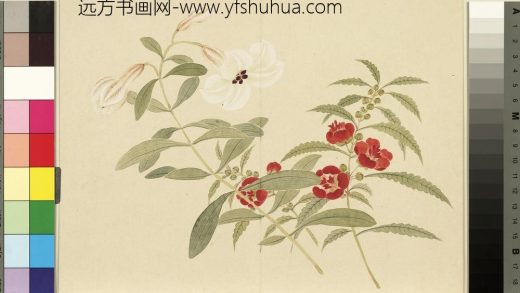 清_董诰四景花卉册（二）册夏景花卉之六