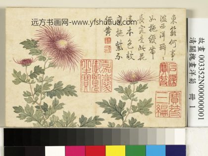 清关槐画洋菊册_绶带紫