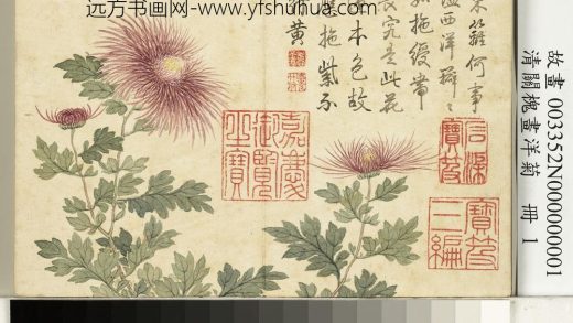 清关槐画洋菊册_绶带紫