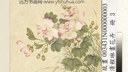 清程琳画花卉册-芙蓉