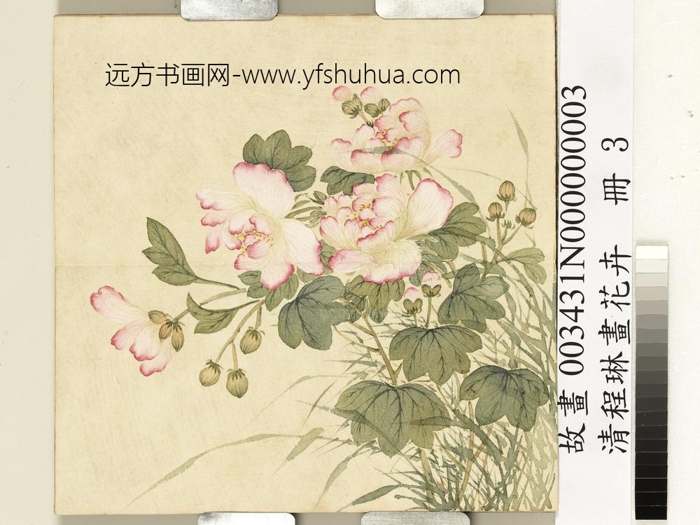 清程琳画花卉册-芙蓉 清程琳画花卉册-芙蓉
