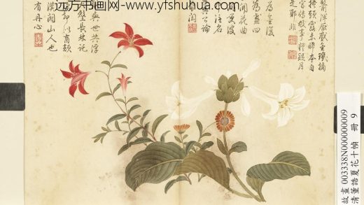 清董诰夏花十帧-册-玉簪山丹