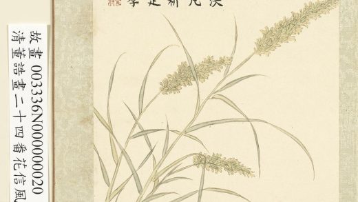 画二十四番花信风图册-清明二候麦花