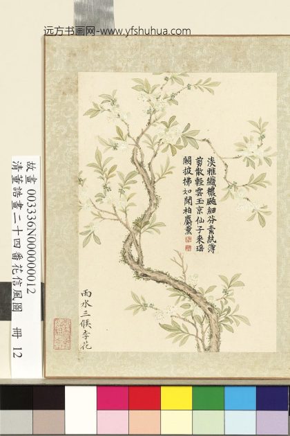 画二十四番花信风图册-雨水三候李花