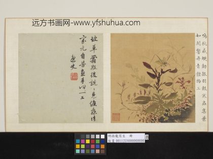 明孙龙写生册 草虫