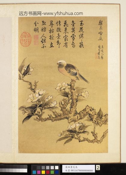 明蓝瑛画花鸟册白头翁鸟