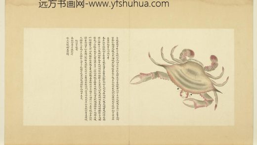 海错图第四册 无款福州膏蟹