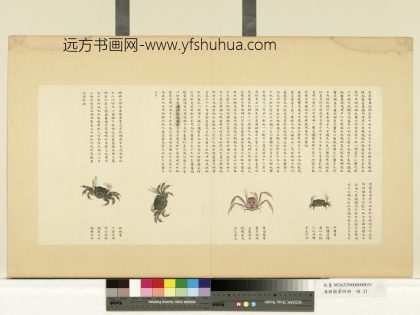 海错图第四册 无款鬼面蟹
