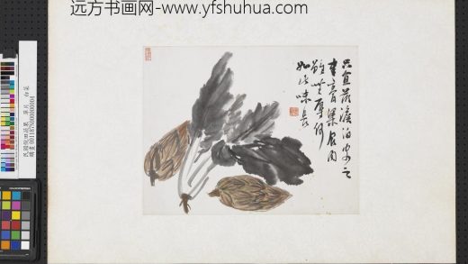 清倪田蔬果单片白菜