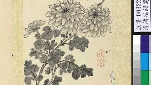 清蒋廷锡写生花卉册菊花