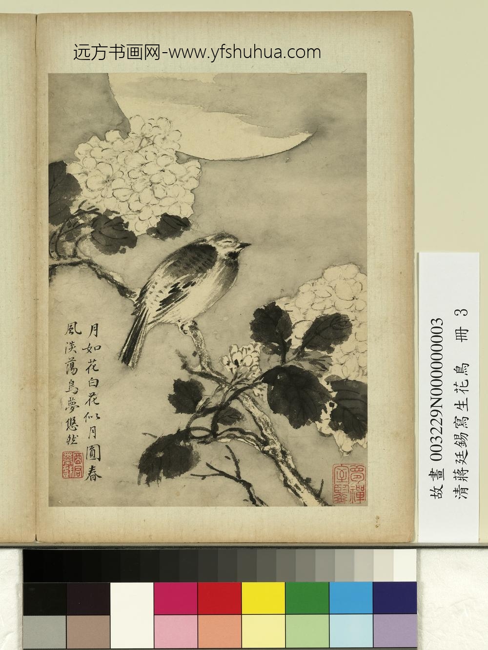 清蒋廷锡写生花鸟册鸟梦悠然 清蒋廷锡写生花鸟册鸟梦悠然