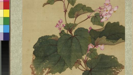 清蒋廷锡画花鸟册秋海棠