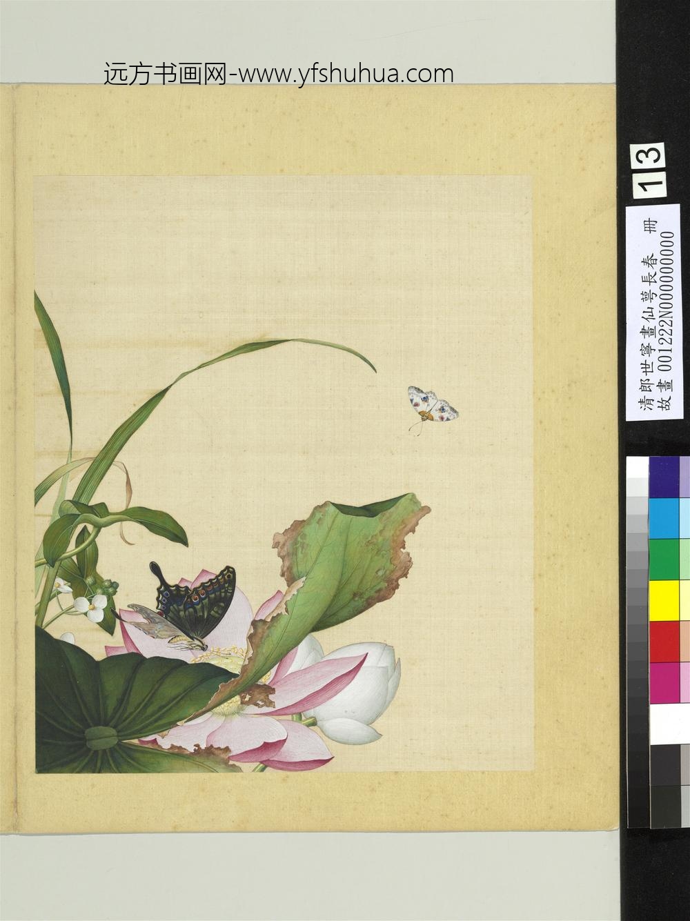 清郎世宁画仙萼长春册荷花慈姑 清郎世宁画仙萼长春册荷花慈姑