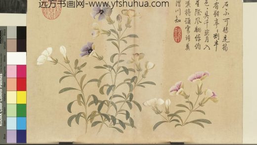 清钱维城夏华十二种册 石竹