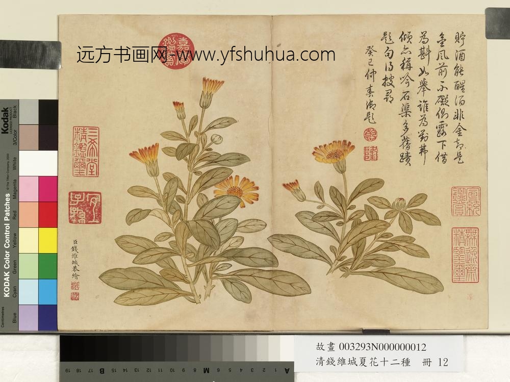 清钱维城夏华十二种册 菊花 清钱维城夏华十二种册 菊花