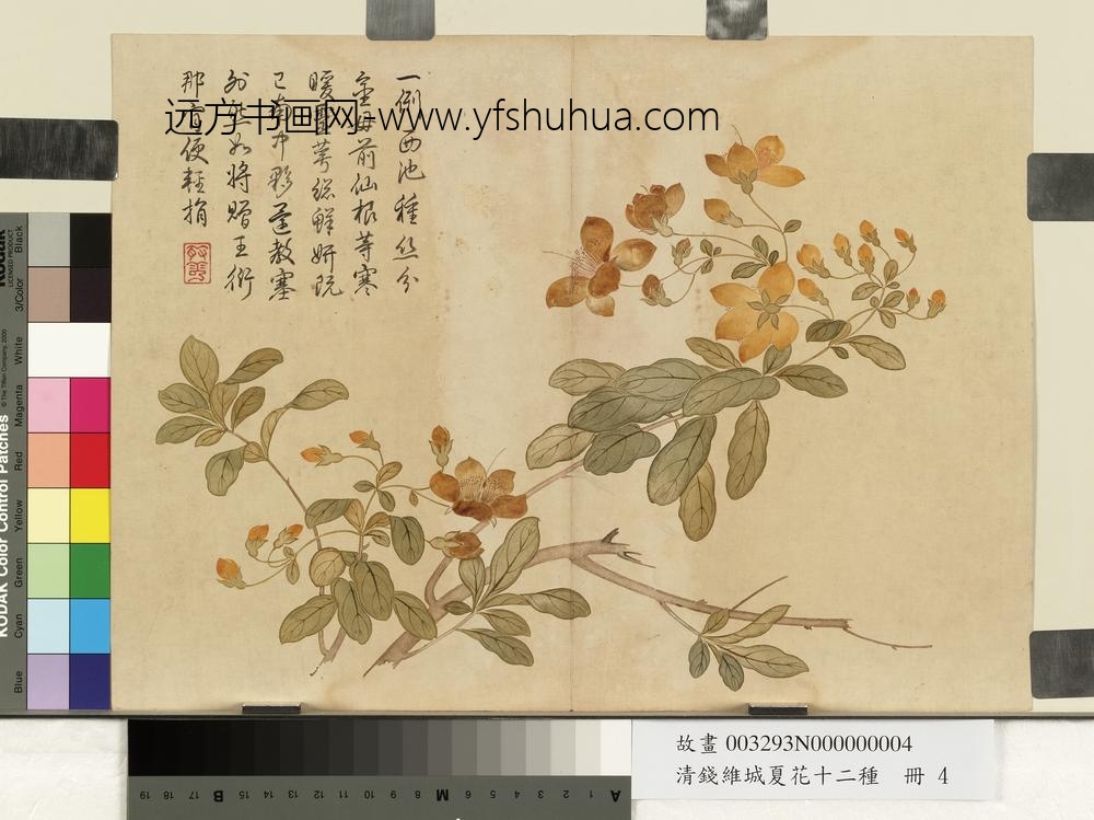 清钱维城夏华十二种册 金丝桃 清钱维城夏华十二种册 金丝桃