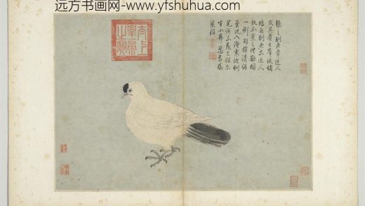 明沈周写生册 白鸽.jpg