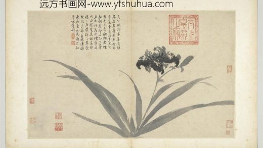 明沈周写生册 蝴蝶花.jpg