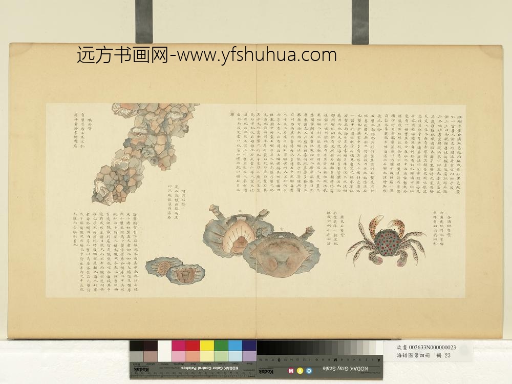 海错图第四册_无款合浦斑蟹