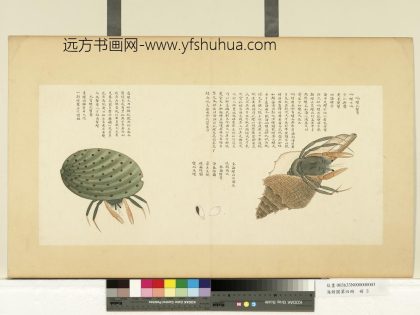 海错图第四册 无款响螺化蟹.jpg