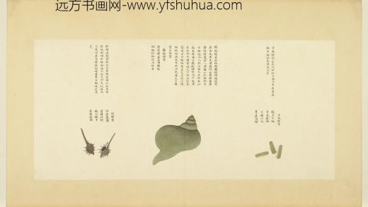海错图第四册 无款手卷螺.jpg