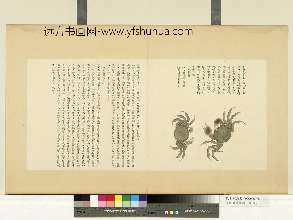 海错图第四册_无款毛蟹