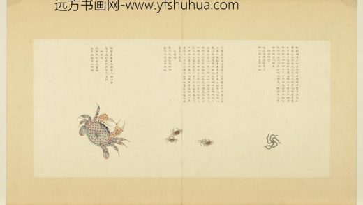海错图第四册 无款狮球蟹.jpg
