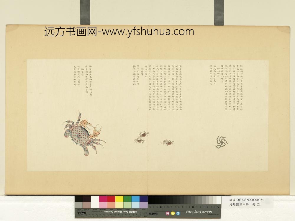 海错图第四册_无款狮球蟹
