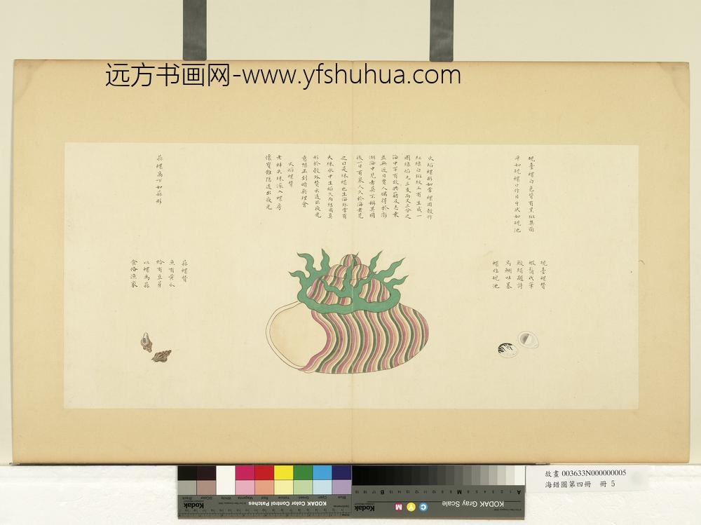 海错图第四册_无款砚台螺