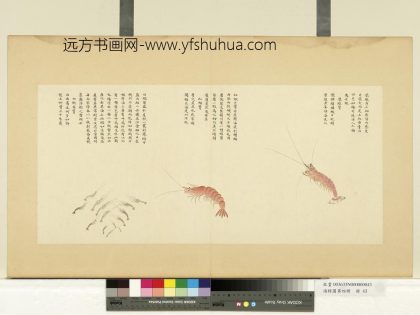 海错图第四册 无款紫虾红虾白虾.jpg