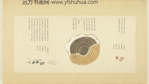 海错图第四册 无款花螺.jpg
