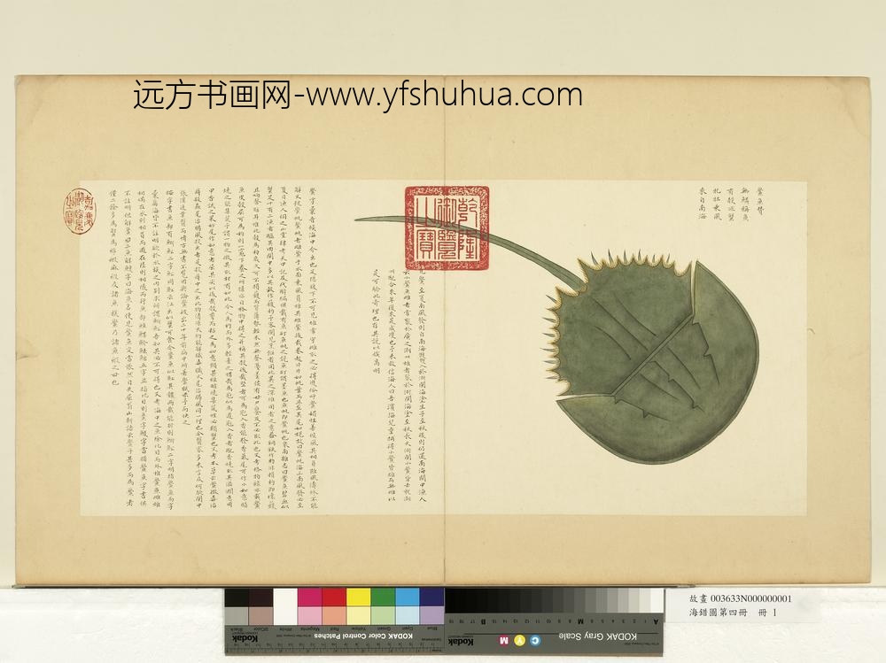 海错图第四册_无款鲎鱼