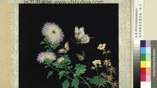 清沈振麟画耄耋同春册 菊花秋葵.jpg