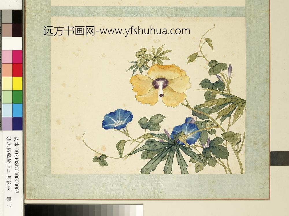 清沈振麟绘十二月花神册_秋葵牵牛花