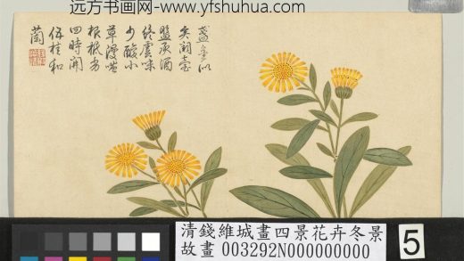 清钱维城画四景花卉冬景册 金盏.jpg