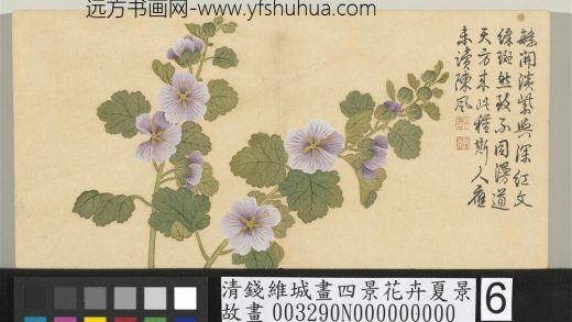 清钱维城画四景花卉夏景册 锦葵.jpg