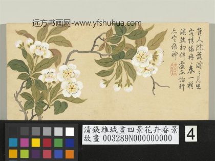 清钱维城画四景花卉春景册 梨花.jpg