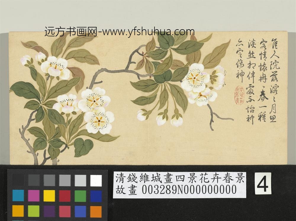 清钱维城画四景花卉春景册_梨花