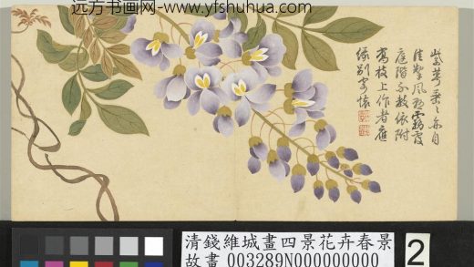 清钱维城画四景花卉春景册 紫藤.jpg