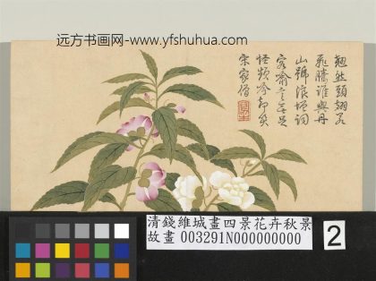 清钱维城画四景花卉秋景册 凤仙花.jpg