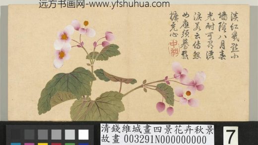 清钱维城画四景花卉秋景册 秋海棠.jpg