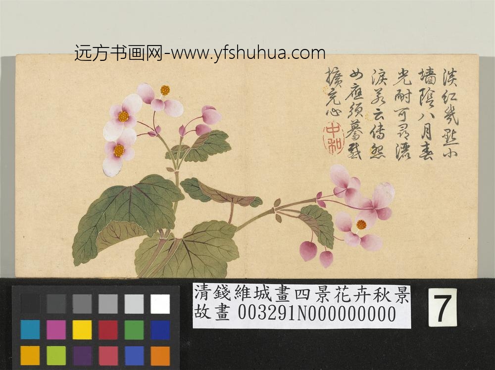 清钱维城画四景花卉秋景册_秋海棠