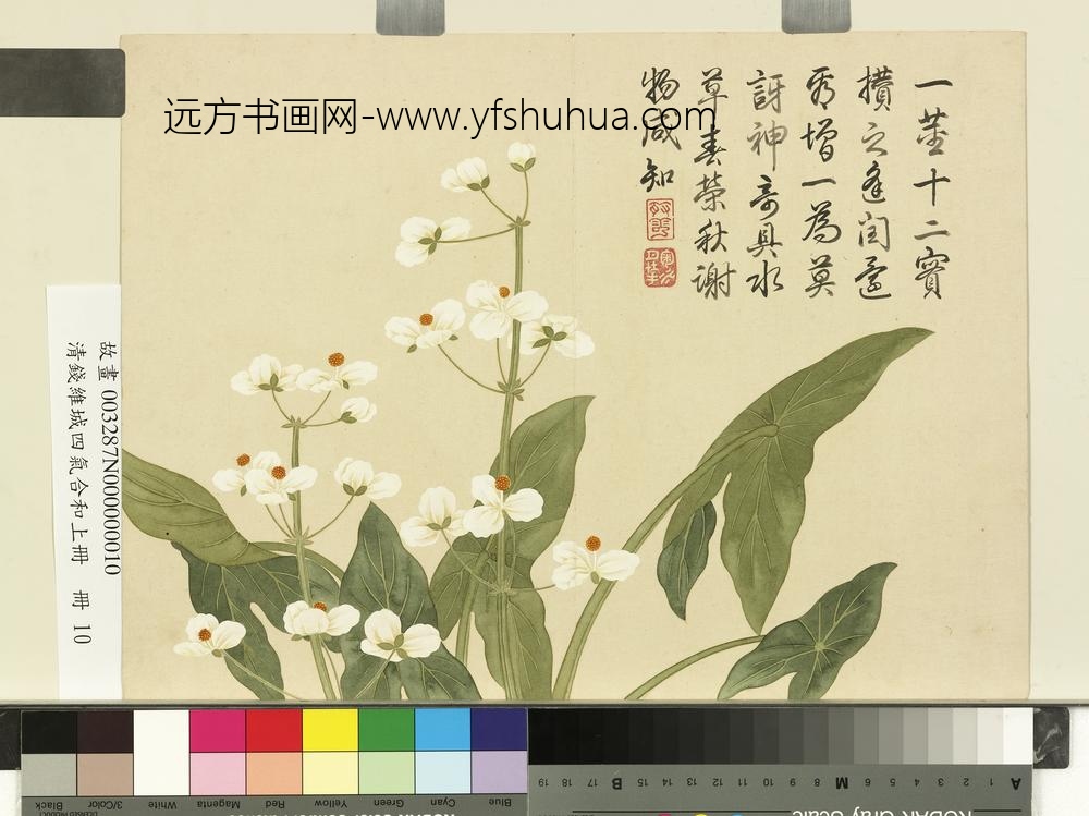 清钱维城画四气含和上册_水慈菇花