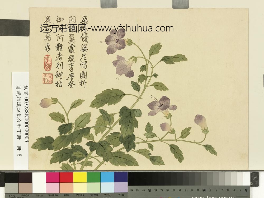 清钱维城画四气含和下册_僧帽花