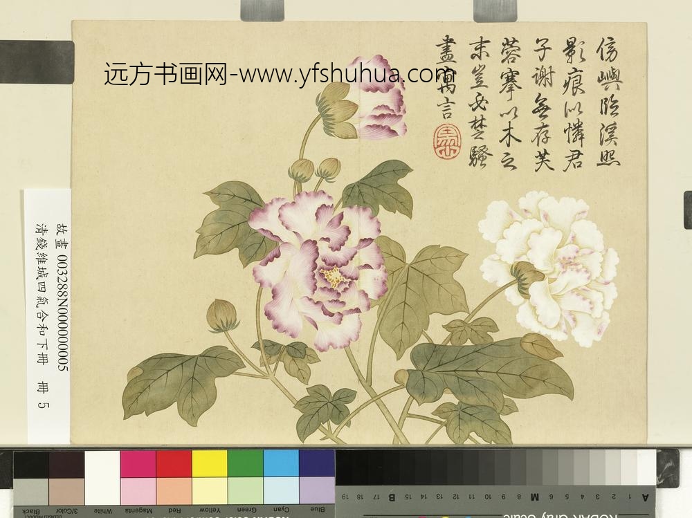 清钱维城画四气含和下册_木芙蓉