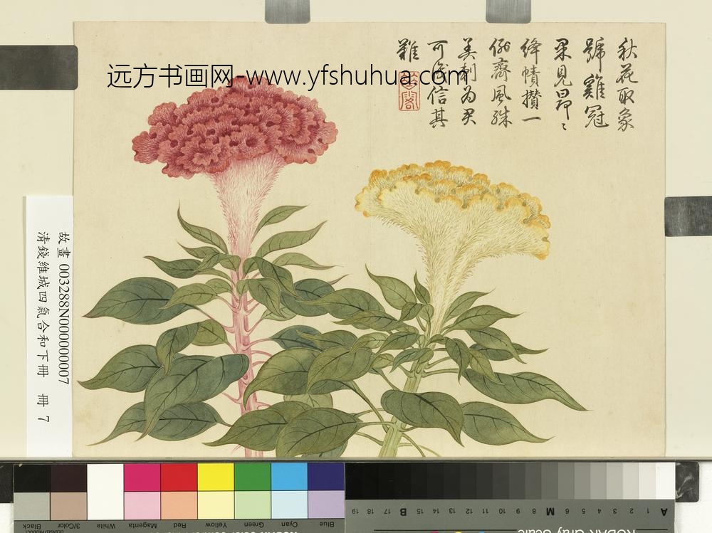 清钱维城画四气含和下册_鸡冠花