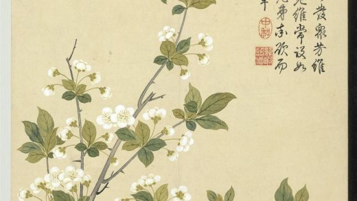 清钱维城画花卉册 梨花.jpg