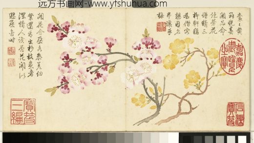 清钱维城画花卉册 红黄杏花.jpg